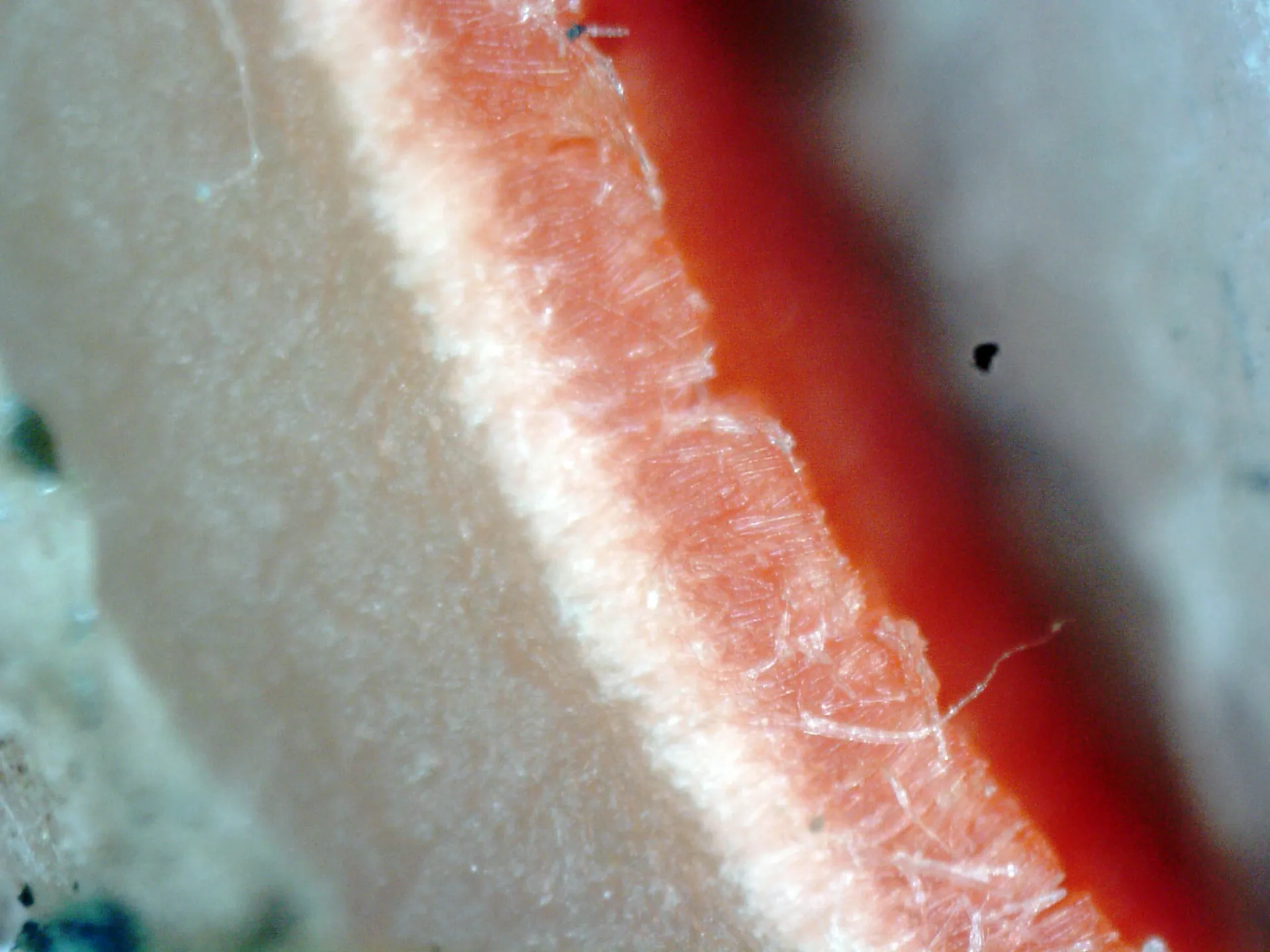 Microscopía de Sarcoscypha austriaca - 4 sección